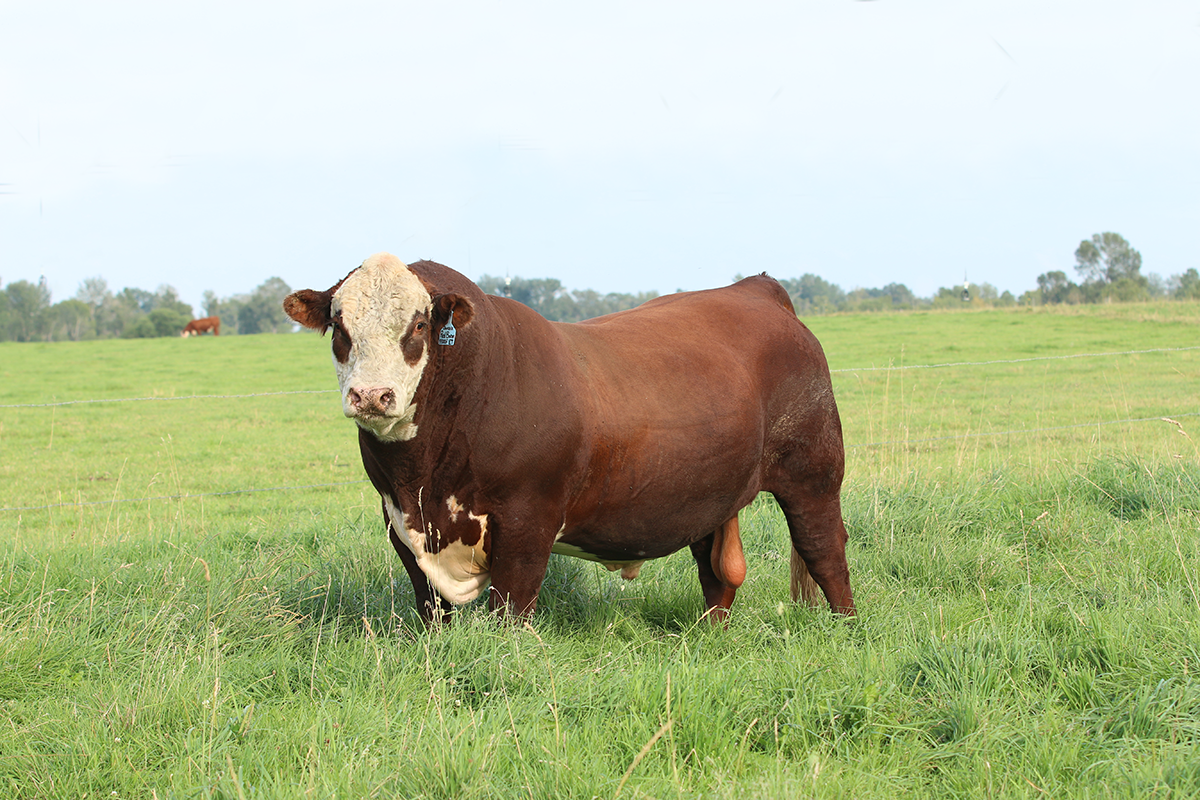 bull-management-after-the-breeding-season-bovine-veterinarian